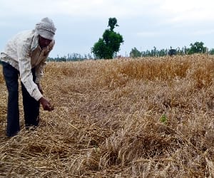 Farmers will wear off baisakhi