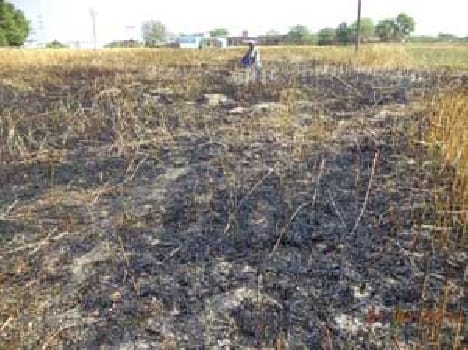 Ltia village burned wheat