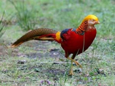 Golden Figent In Sarnath Zoo