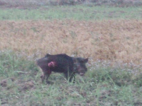 Broke into houses attacked by wild boar , four injured