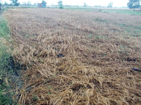 Crop from rain with strong winds