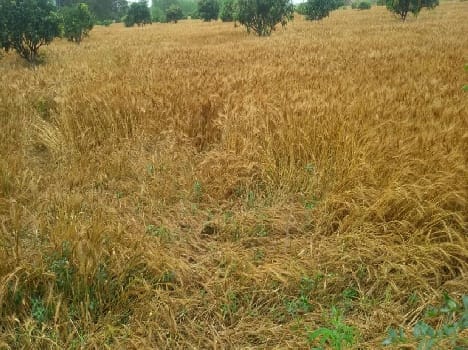 60 per cent of the crop from rain