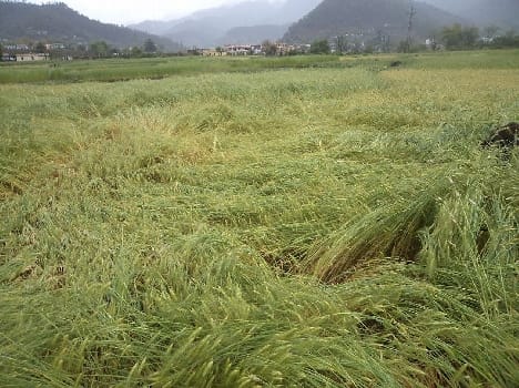 Farmers suffering from rain hitting