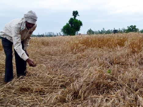 rain ruined crops