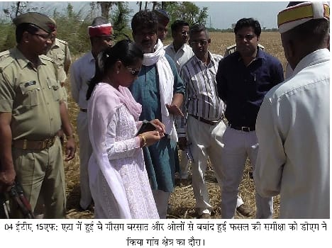 in jalesar hail and heavy raining destroyed all crops