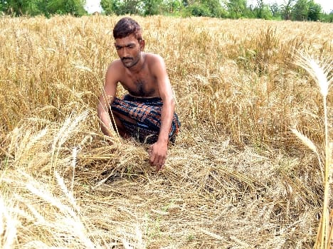  Again rains farmers Be totally destroyed