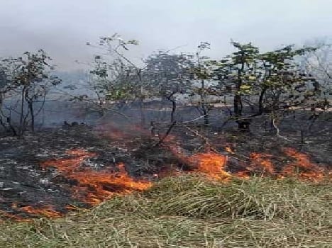 Sylhet forest vegetation fire burns