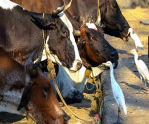 india beef market