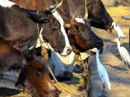 why does not he eat beef?
