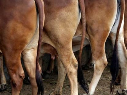 nakvi said who wants to eat beef may go to pakistan