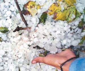 Himachal rain, hail destroyed crops