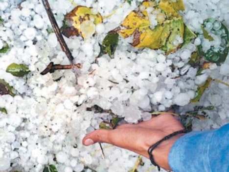 2500 crore crop destructed in haryana due to rain, hailstorm