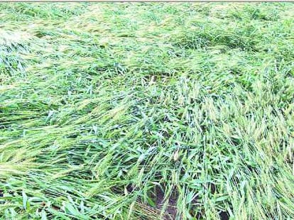 2500 crore crop destructed in haryana due to rain, hailstorm