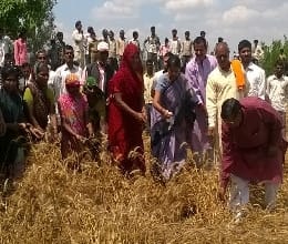  MP in the Banda area Inspection of wheat
