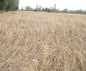 Bundles of wheat in storm sped across hundreds bigha
