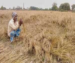 Shock death of three farmers