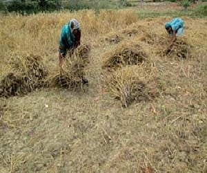 No help to farmers from up goverment