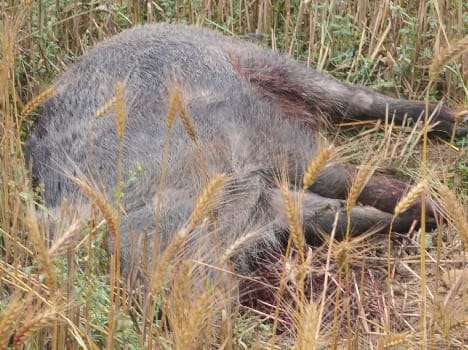 Death from deep wounds in the stomach of the pig