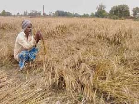 Rain with wind Bichhain crops