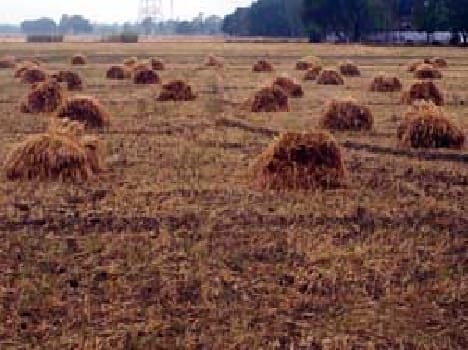 Farmers suffering,  hope was broken by rain