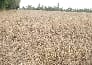16.85 million farmers Wiping tears of preparation