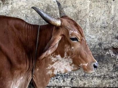 cow gets admit card for professional course test in Jammu and Kashmir
