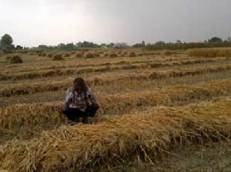 Rain havoc on farmers
