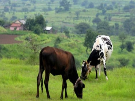 kashmiri muslim group criticize HC directive on beef sale