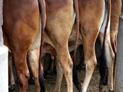 bjp not involved in beef ban order in jammu kashmir