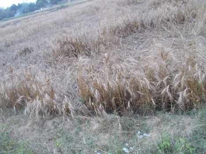 Politics on death of farmers in Uttar Pradesh.