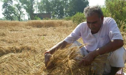 Big lose of farmers in Amethi.