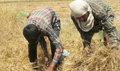 Big lose of farmers in Amethi.
