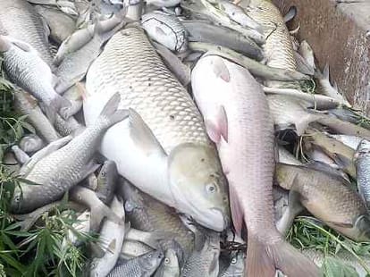 5 thousand fish dead in historical kali bein in punjab