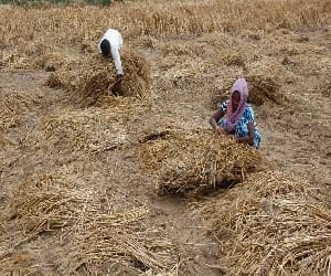 Received lifesaving crops