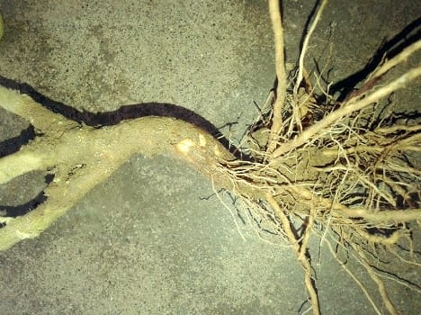 Vagaries of weather, pests havoc up