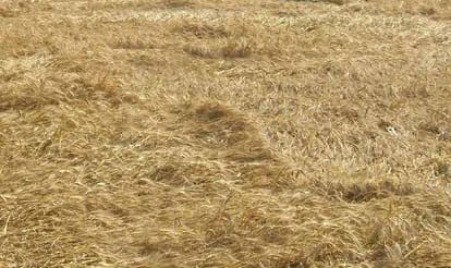 Administration not helping farmers.