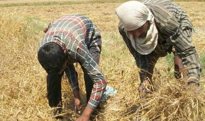 crop destroyed due to rain in uttarakhand.