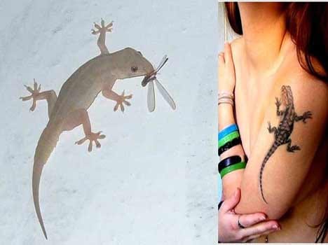 शरीर के इन अंगों पर गिरे छिपकली तो होता है बड़ा लाभ - Lizard On Body