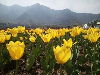 new decoration of flowers  will be in tulip garden of kashmir