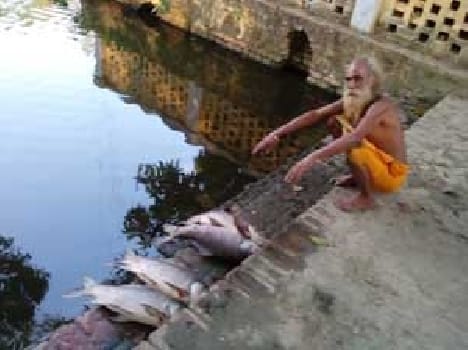 150 dying in contaminated fish pond