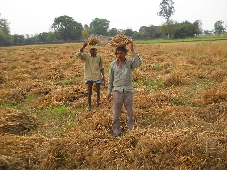 Crop damage and Lille took the lives of three