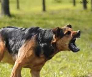 rabies to man after 8 years of dog bites 