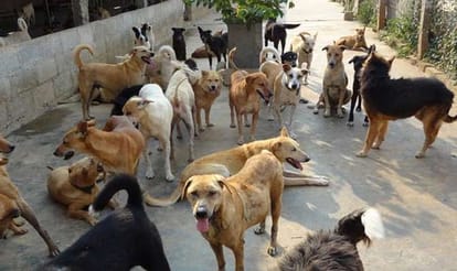Kejriwal government is unable to deal with tramp dogs