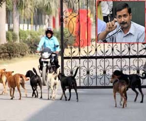 Kejriwal government is unable to deal with tramp dogs