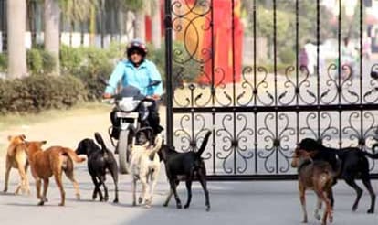 The death of two mad dogs, the risk of spreading rabies.
