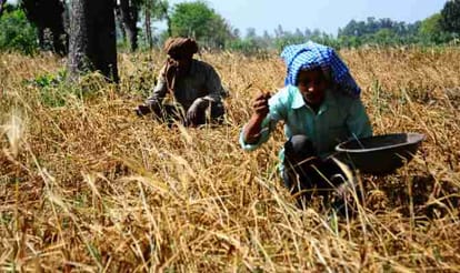 rain damages rabi crop in Jammu