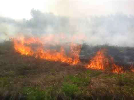 farmer set fire on his corps