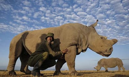 poachers are using Facebook and Twitter to track rare animals
