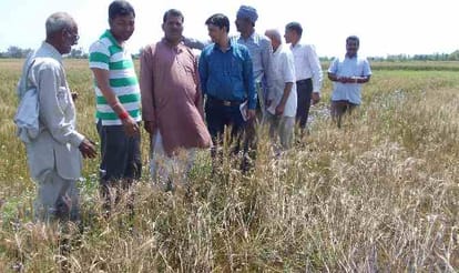 rain damages rabi crop in Jammu
