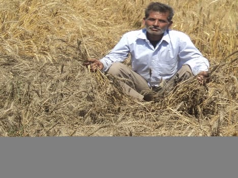 Dreams strewn with crop failure